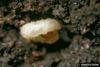 Black Dot Spurge Flea Beetle (Aphthona nigriscutis)