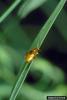 Black Dot Spurge Flea Beetle (Aphthona nigriscutis)