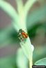 Black Dot Spurge Flea Beetle (Aphthona nigriscutis)