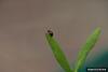 Flea Beetle (Aphthona seriata)