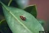 Wheel Bug (Arilus cristatus) eggs