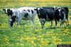 Milk Cows (Bos taurus)