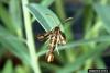 Clearwing Moth (Chamaesphecia crassicornis)