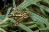 Clearwing Moth (Chamaesphecia tenthrediniformis)