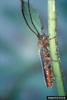 Leafy Spurge Stem Boring Beetle (Oberea erythrocephala)