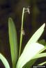 Leafy Spurge Gall Midge (Spurgia esulae)