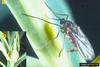 Leafy Spurge Gall Midge (Spurgia esulae)