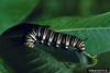 Monarch Butterfly caterpillar (Danaus plexippus)