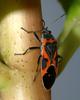 Small Milkweed Bug (Lygaeus kalmii)