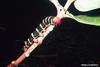 Frangipani Hawkmoth caterpillar (Pseudosphinx tetrio)