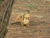 Fox Squirrel