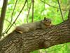 Fox Squirrel