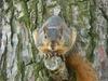 Fox Squirrel