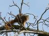 Fox Squirrel