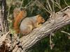 Fox Squirrel