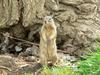 California Ground Squirrel