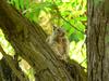 California Ground Squirrel