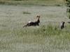 California Ground Squirrel