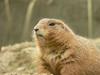 Black-tailed Prairie Dog