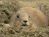Black-tailed Prairie Dog