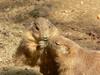 Black-tailed Prairie Dog