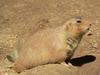 Black-tailed Prairie Dog