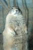 Black-tailed Prairie Dog (Cynomys ludovicianus)1543