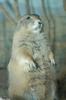 Black-tailed Prairie Dog (Cynomys ludovicianus)1544