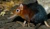 Giant Elephant Shrew (Rhynchocyon petersi)1530