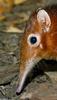 Giant Elephant Shrew (Rhynchocyon petersi)1531