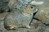 Rock Cavy (Kerodon rupestris)1538