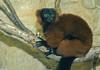 Red Ruffed Lemur (Varecia variegata rubra)