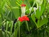 Hummingbirds (Trochilidae) - Can Anyone ID?
