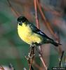 Lesser Goldfinch (Carduelis psaltria)