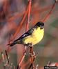 Lesser Goldfinch (Carduelis psaltria)