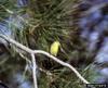 Lesser Goldfinch (Carduelis psaltria)