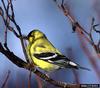 American Goldfinch (Carduelis tristis)