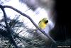 American Goldfinch (Carduelis tristis)