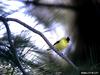 American Goldfinch (Carduelis tristis)