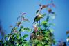 American Goldfinch (Carduelis tristis)