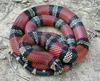 Colombian milksnake (L.t.micropholis)