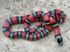 Northern Guatemalan milksnake (L.t.polyzona)