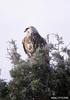 Rough-legged Hawk (Buteo lagopus)