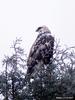 Rough-legged Hawk (Buteo lagopus)