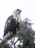 Rough-legged Hawk (Buteo lagopus)