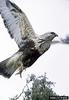 Rough-legged Hawk (Buteo lagopus)