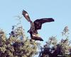 Rough-legged Hawk (Buteo lagopus)