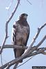 Swainson's Hawk (Buteo swainsoni)