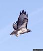 Red-tailed Hawk (Buteo jamaicensis)