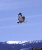 Red-tailed Hawk (Buteo jamaicensis)